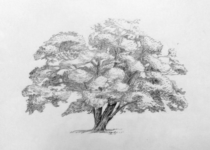 Drawing trees. Exploring tree forms. Art lesson.