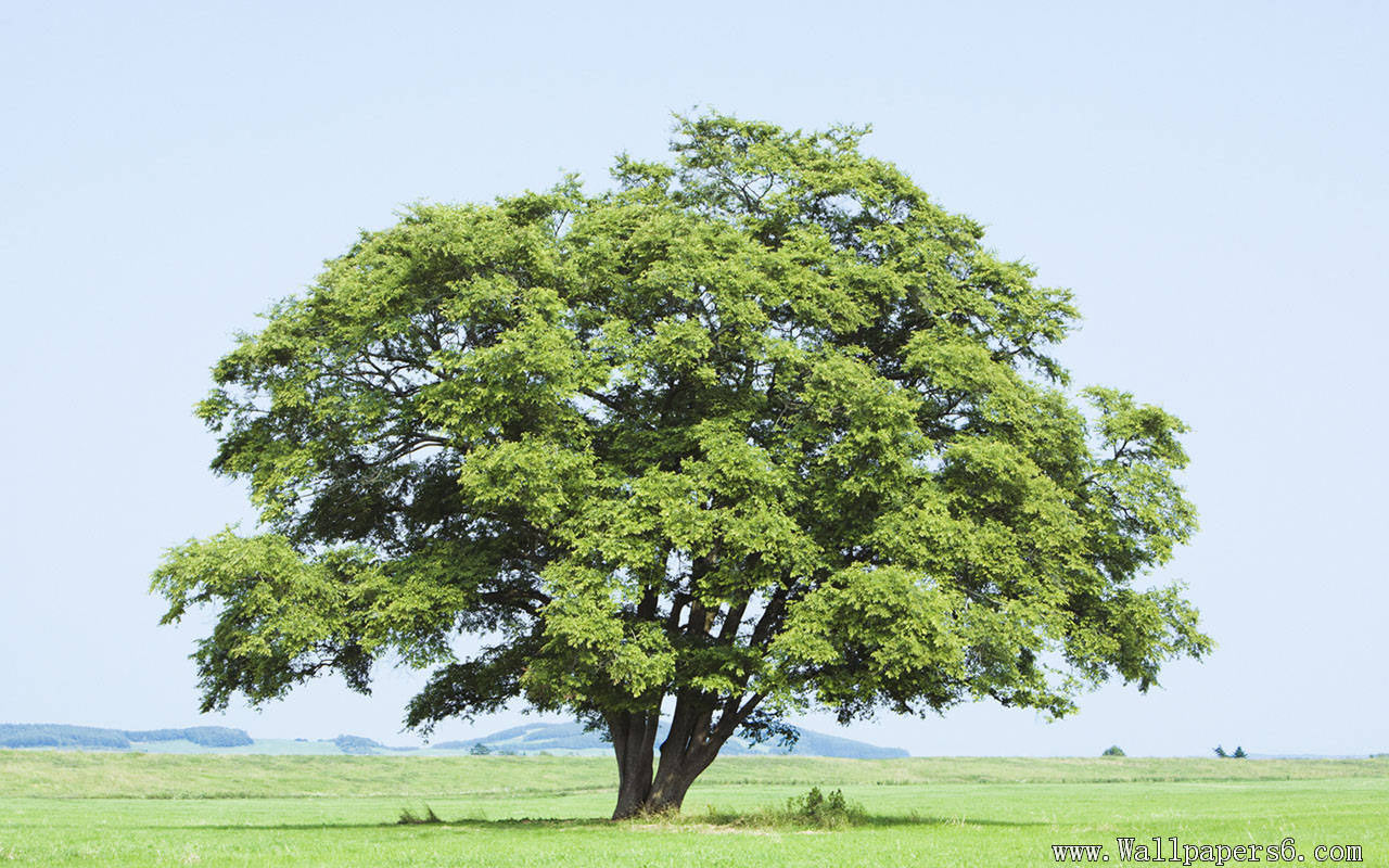 tree drawings in color