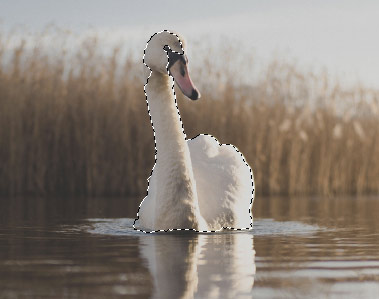 swan selection