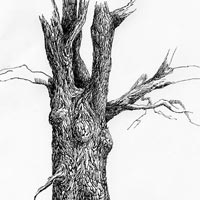 ink tree drawing