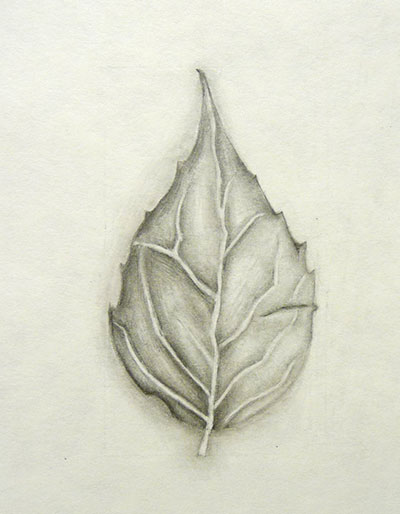 Leaf sketch images