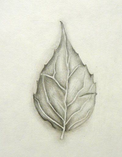 Leaf  Drawing Skill