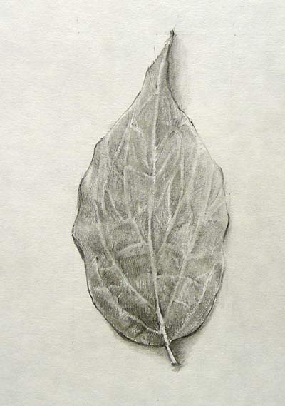 How to draw leaf|peepalleaf|shading - YouTube