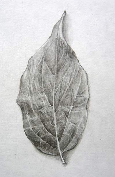 Observational drawing of a leaf