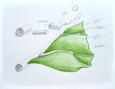 Observational Drawing Of A Leaf