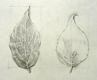 Observational Drawing Of A Leaf