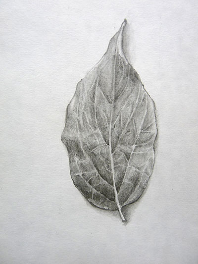 Realistic Leaf Texture Drawing - Textures.com is a website 