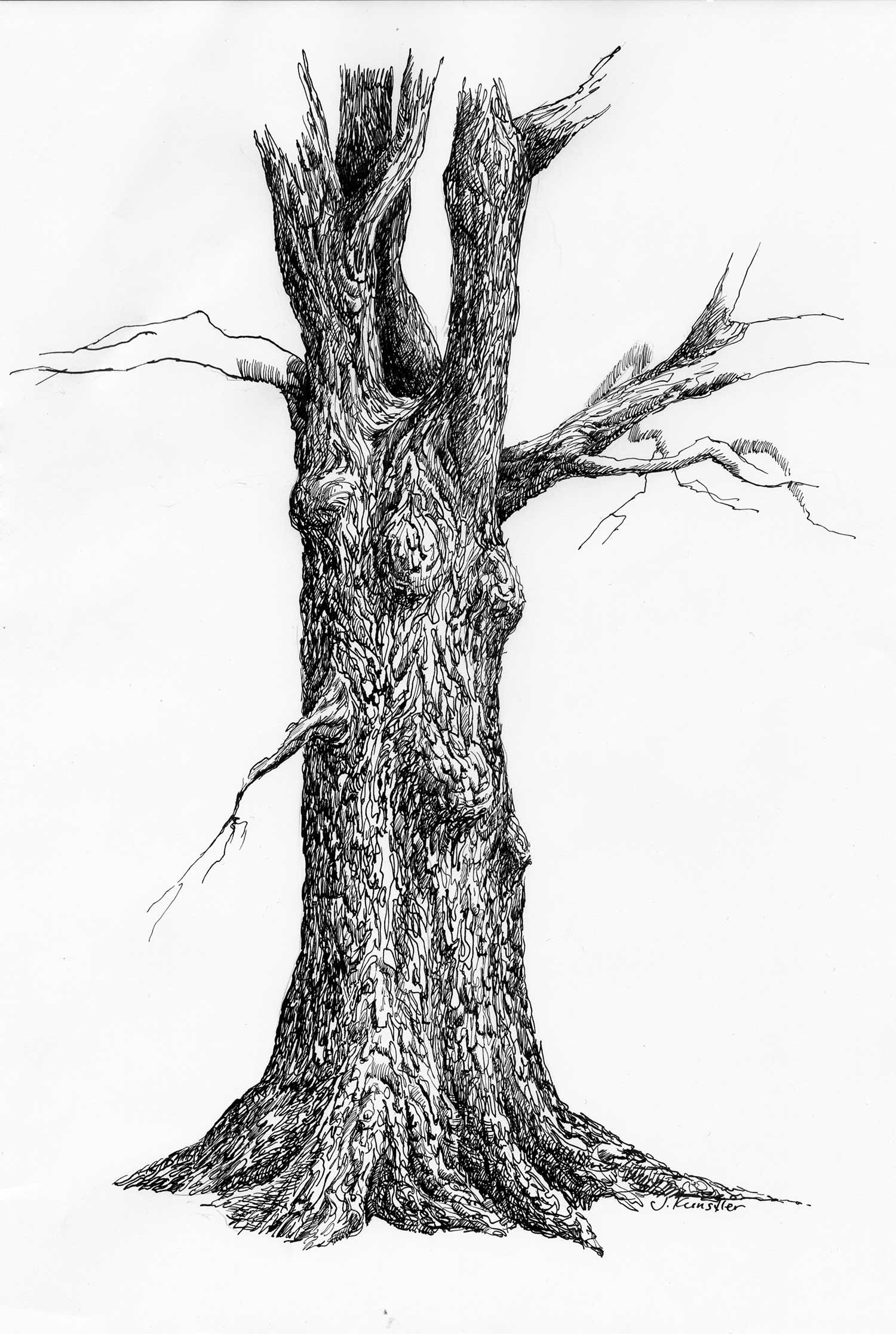 ink drawings of trees