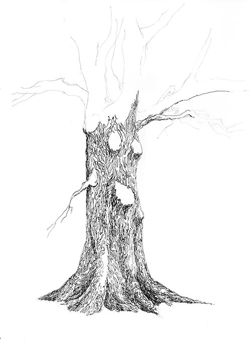 ink drawings of trees