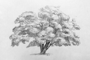 tree drawing