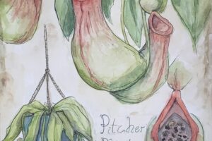 scientific illustration