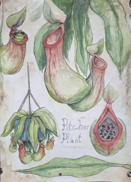 scientific illustration