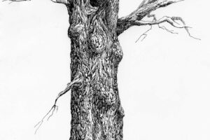 tree study ink drawing