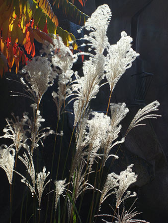 weeds