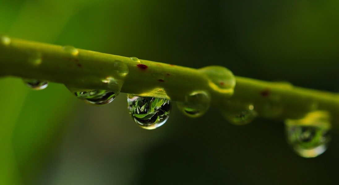 macro photo
